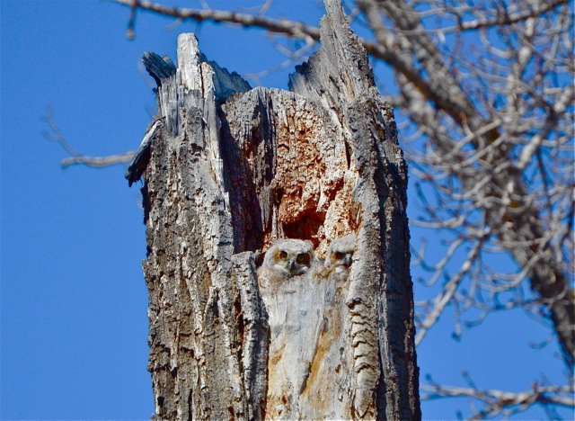 Owlets in nest inside trunk