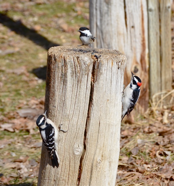 Woodpeckers & Chickadee