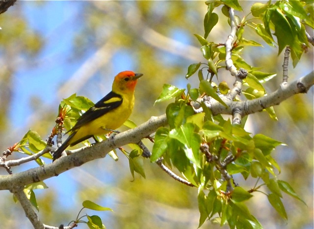 Caught in a clearing