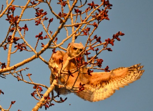 Caught in the branches