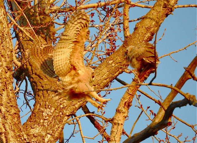 Learning to fly and land