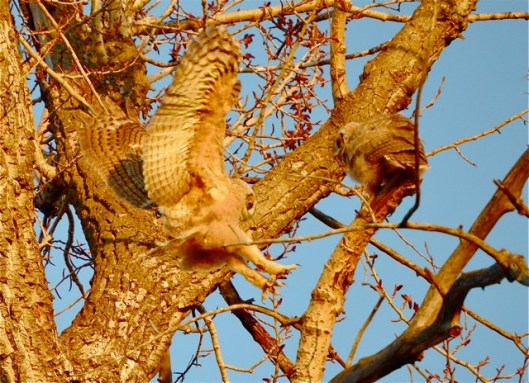 Learning to fly and land