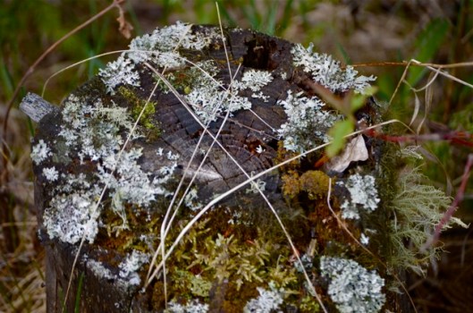 Moss on tree stump