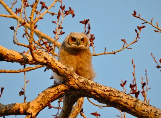 Owlet 1