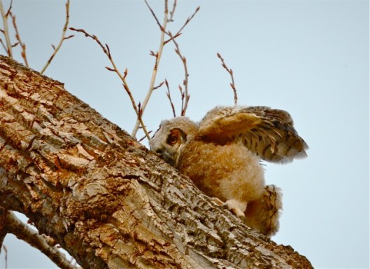 Owlet 2