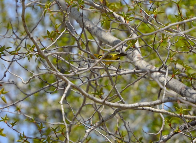 Something yellow among branches