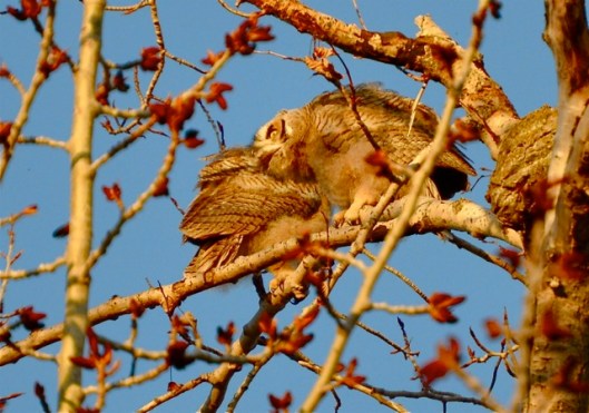 Who taught them to hug and play nice