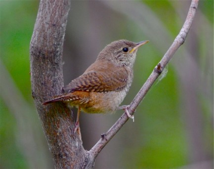 House Wren