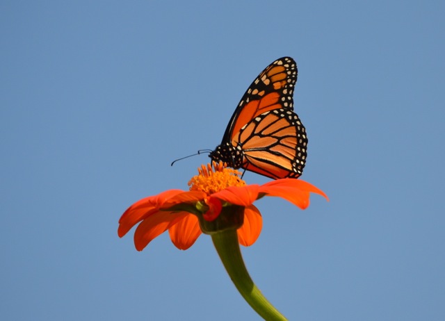 The Monarch Butterfly