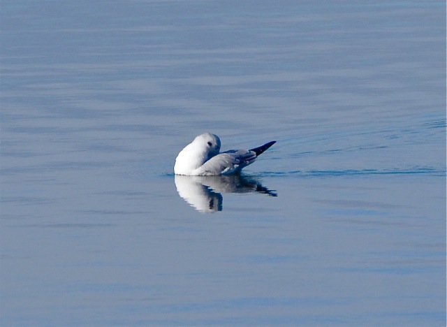 Bonaparte's Gull preening