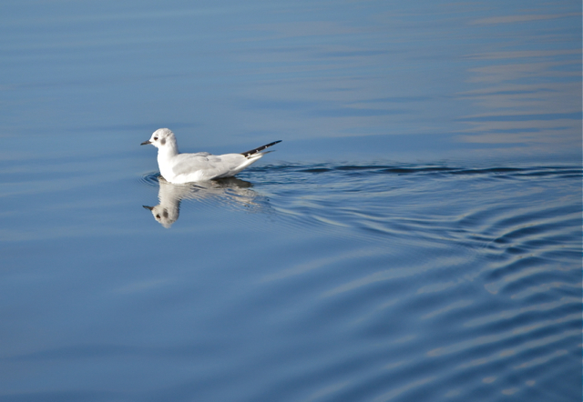 Bonaparte's Gull