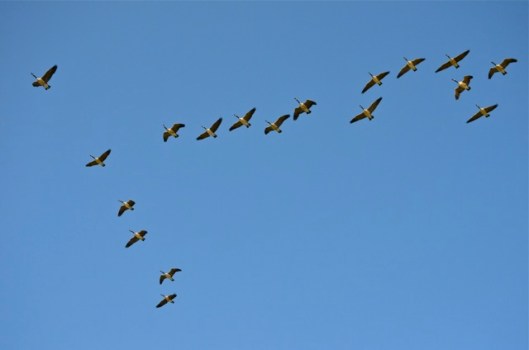 Canada Geese