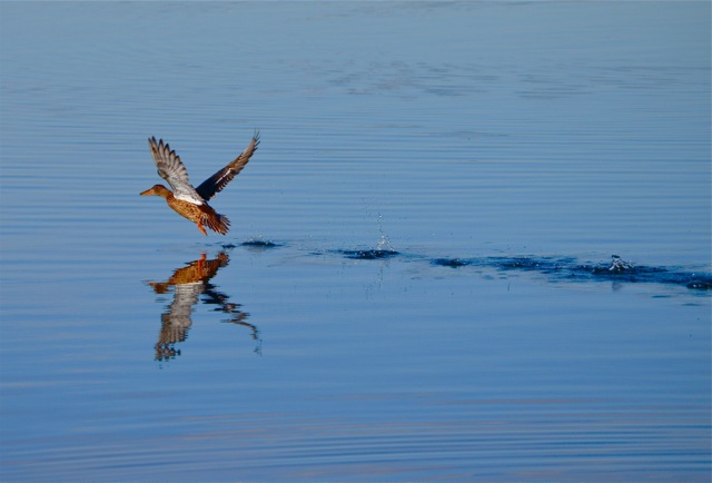 Female Mallard skimming over the water