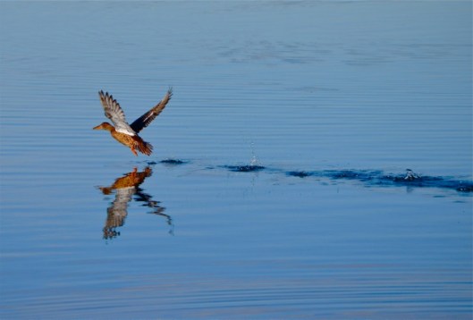 Female Mallard skimming over the water