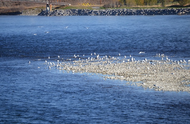 Gulls