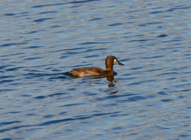 Lesser Scaup