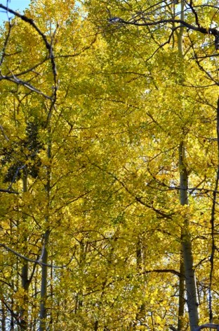 The Lighter Shade of Yellow