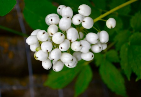 White berries