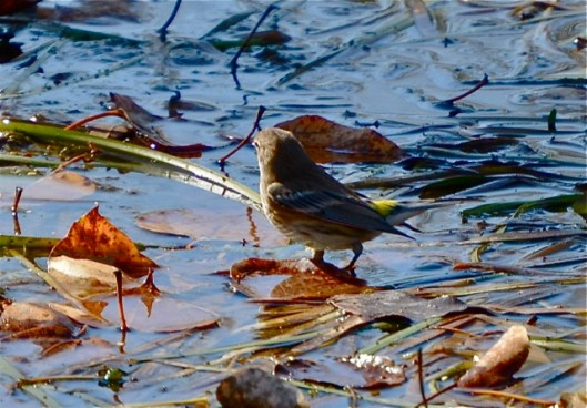 Yellow-rumped Warbler