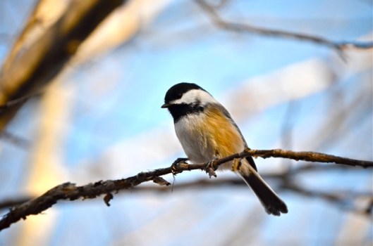 Black-capped Chickadee