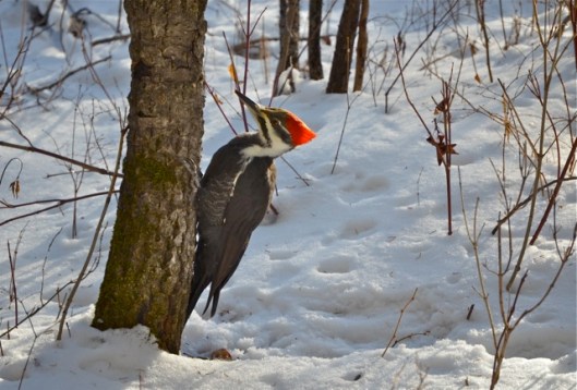 Pileated Woodpecker