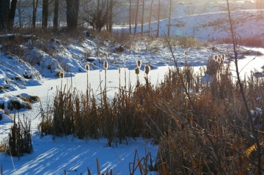Pussywillow Cattails