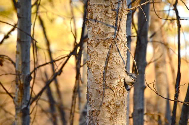 Red-breasted Nuthatch