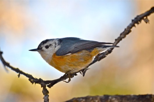 Red-breasted Nuthatch