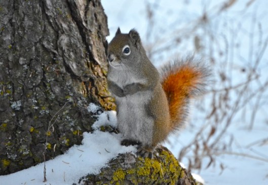 Red Squirrel