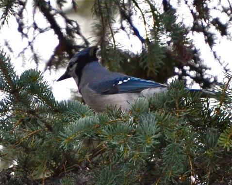 The Blue Jay