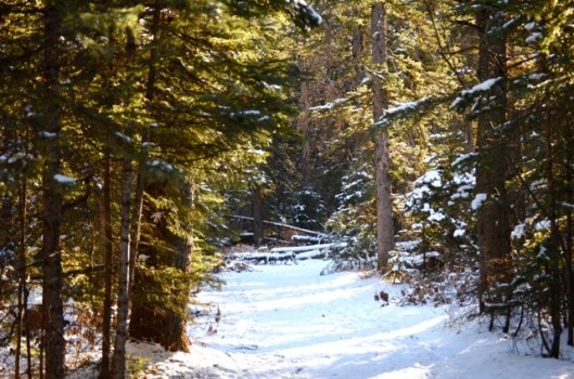 The Woods are Lovely, Still