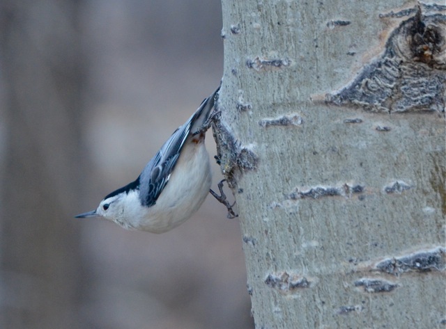 White-breasted Nuthatch