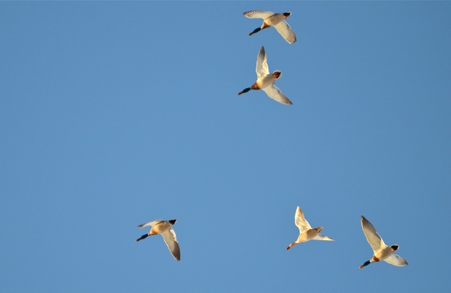 Geese Overhead