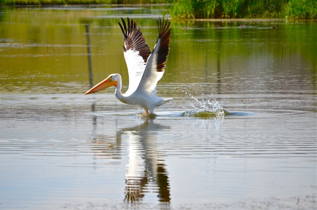 Pelican Takes Flight