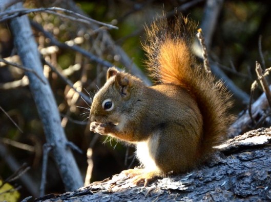Red squirrel