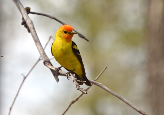 Western Tanager