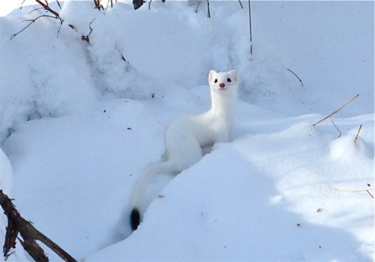 White weasel