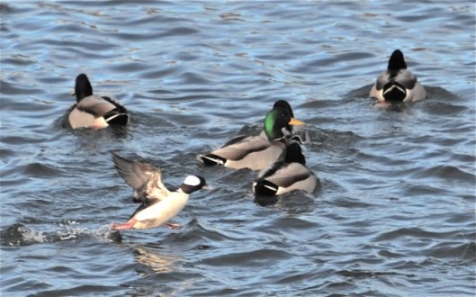 Bufflehead walking on water