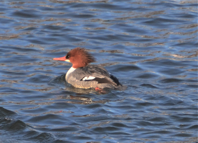 Lucille Ball Merganser