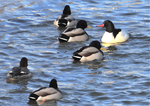 Male Merganser stands out