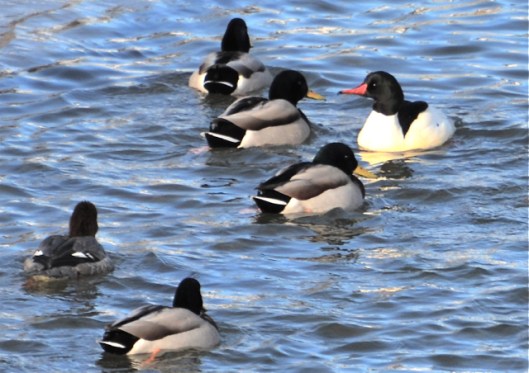 Male Merganser stands out