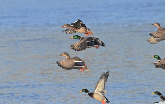 Mallards show their colours