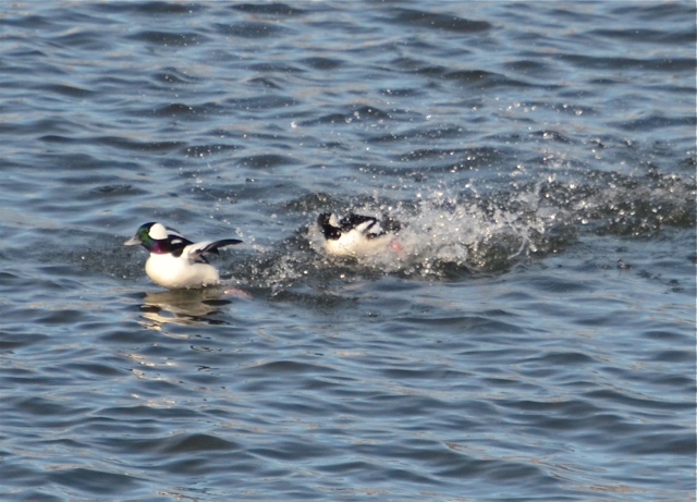 Playful Buffleheads