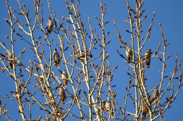 cedar waxwings