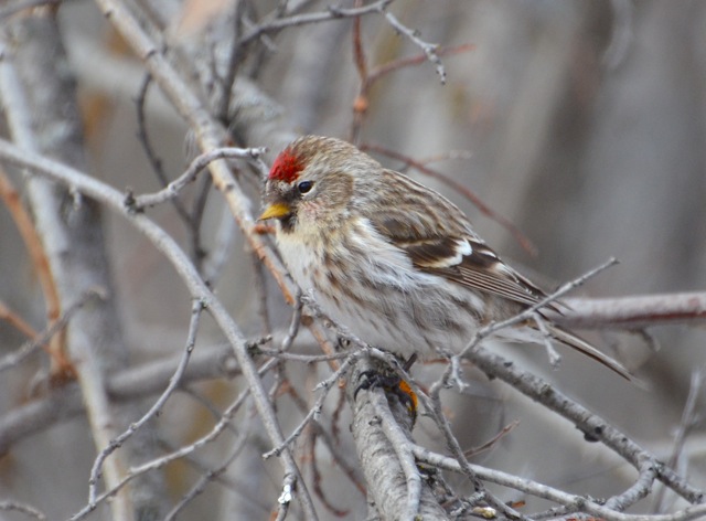 Redpoll Hoary?