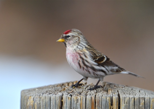 Redpoll