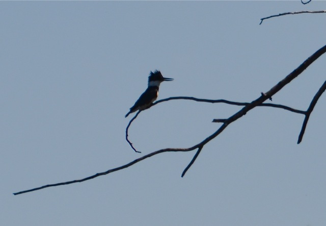 Belted Kingfisher