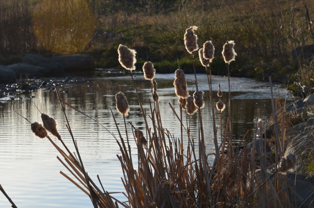 Cattails