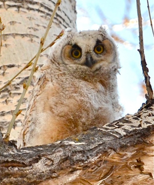 Cuddly as a teddy bear