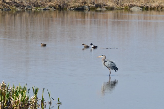 GBH Size